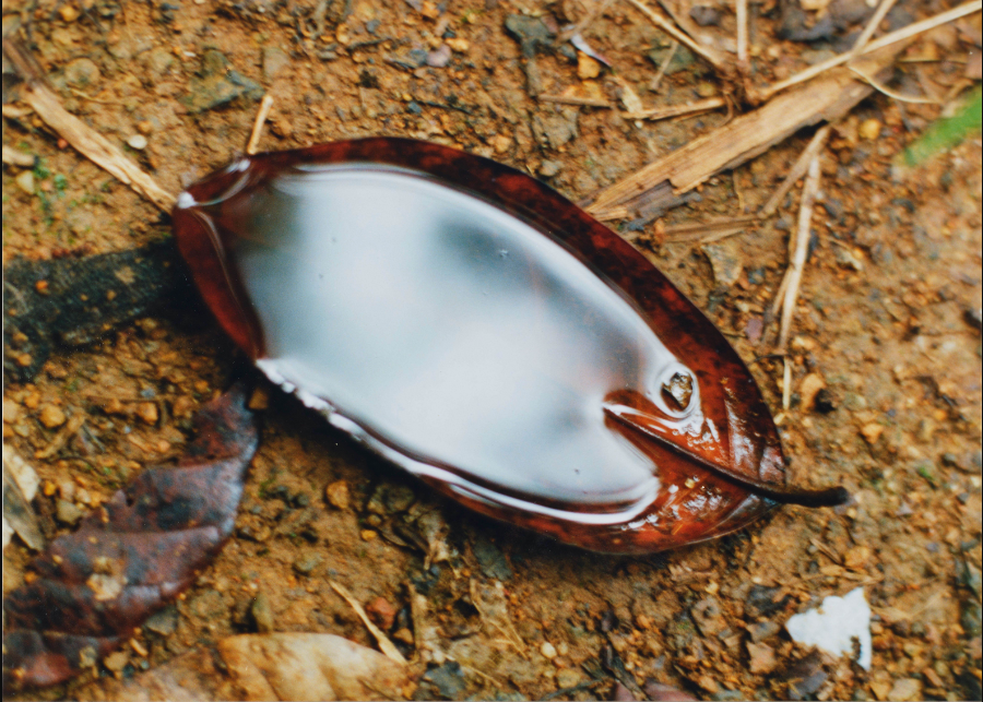 Wolfgang Tillmans (German 1968) - LEAF
